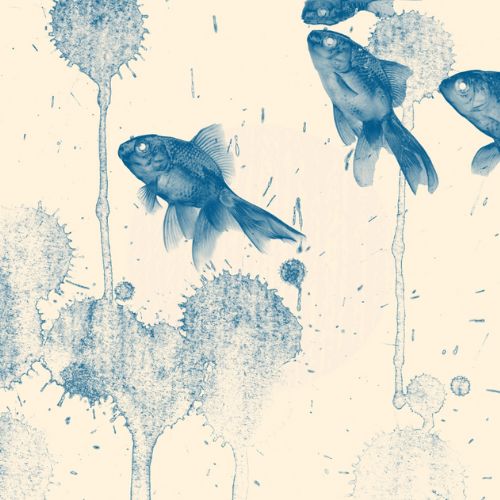 Blue Fish NEW RELEASE