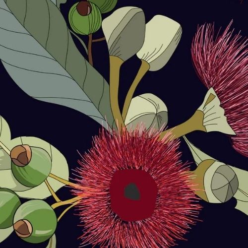 Gumnuts art  11.7 x 16.5 inches