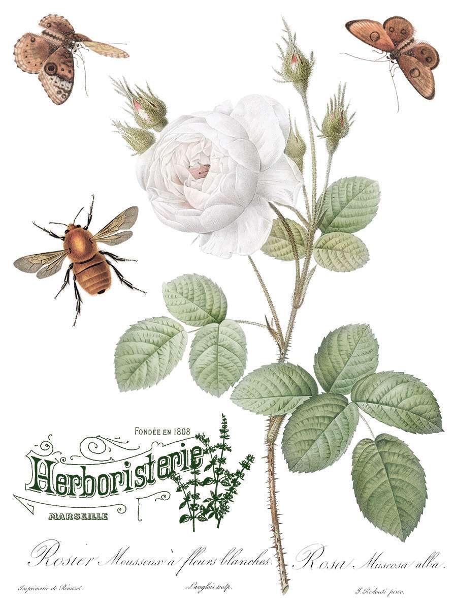 Brocante Decor - IOD Transfers