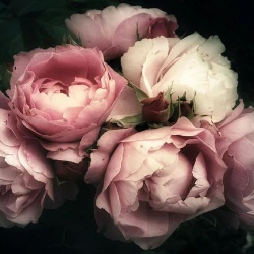 Moody Florals II Mint Decoupage Paper  art  11.7 x 16.5 inches