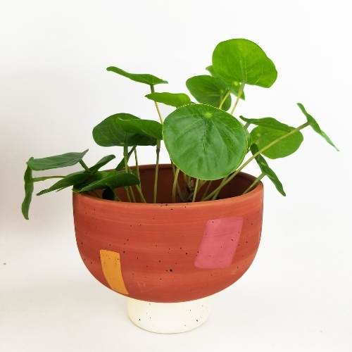 Pots for plants Sale Windsor Planter Terracotta White
