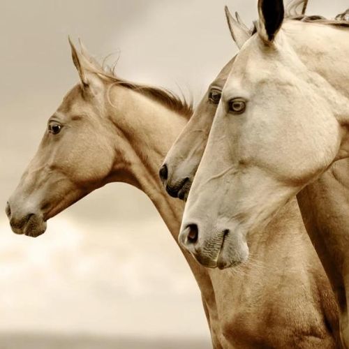 Sepia Horses REVERSED Mint Decoupage Paper art  11.7 x 16.5 inches